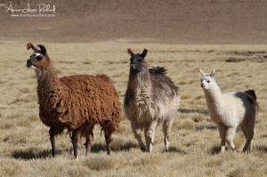 Lamas (10361 visits) Lamas