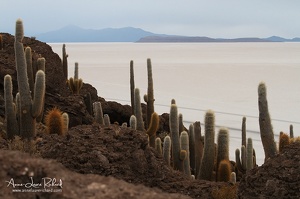Sud Lipez (10509 visits) Sud Lipez