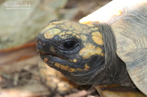 Tortue (10149 visits) Tortue