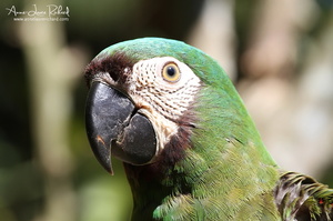 Ara vert (10294 visits) Ara vert