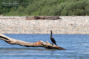 Cormoran (10299 visits) Cormoran