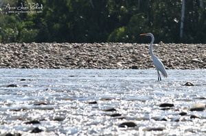Grande aigrette (10253 visits) Grande aigrette