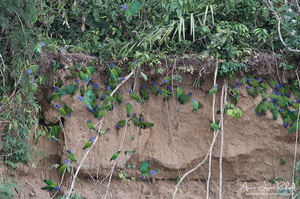 Piones à tête bleue (10326 visits) Piones à tête bleue