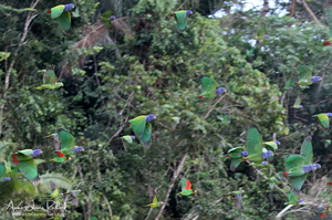 Piones à tête bleue (10315 visits) Piones à tête bleue