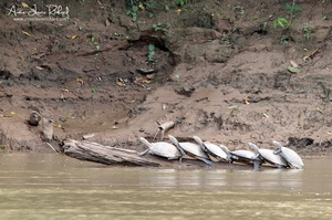 Tortues (10087 visits) Tortues
