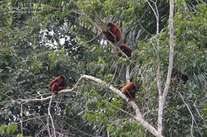 Singes hurleurs (10047 visits) Singes hurleurs