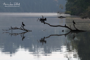 Anhinga (10489 visits) Anhinga