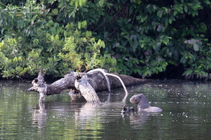 Loutre géante (9065 visits) Loutre géante