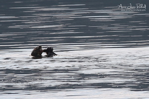 Loutre géante (10248 visits) Loutre géante