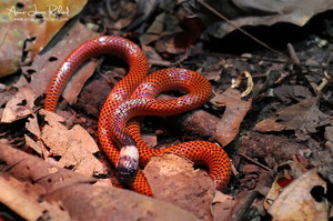 Serpent (10119 visits) Serpent