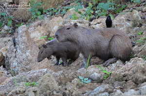 Capybara (10226 visits) Capybara