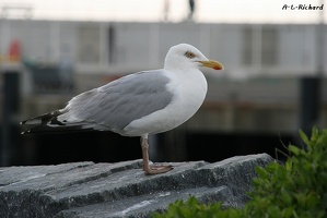 Mouette (8433 visits) Mouette