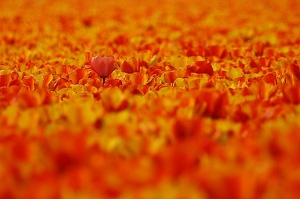 8 (7800 visits) 8