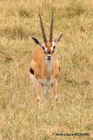 Antilope (8593 visits) Antilope