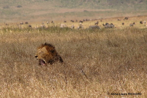 Lion (8299 visits) Lion