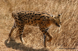 Serval (8432 visits) Serval