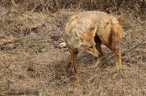 Chacal (8478 visits) Chacal
