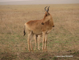 Bubale (8767 visits) Bubale