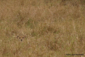 Camouflage (8540 visits) Camouflage