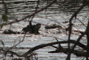 Crocodiles (8426 visits) Crocodiles