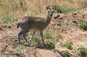 Dik-dik (8552 visits) Dik-dik