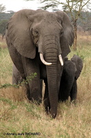 Eléphant & éléphanteau (8403 visits) Eléphant & éléphanteau