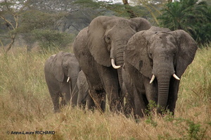 Eléphants (8439 visits) Eléphants