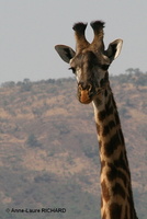 Girafe (8442 visits) Girafe