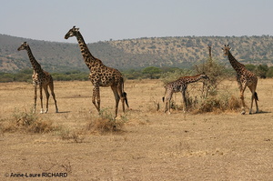 Girafes (8452 visits) Girafes