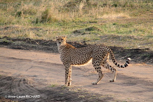 Guépard (9581 visits) Guépard