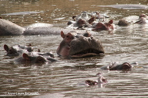 Hippopotames (8492 visits) Hippopotames