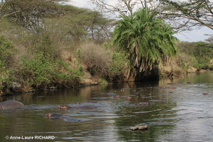 Hippos (8503 visits) Hippos