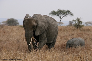 Eléphant (8479 visits) Eléphant