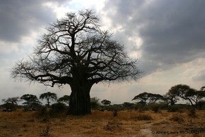 Baobab (8484 visits) Baobab