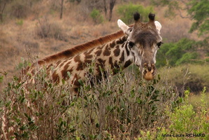 Girafe (9553 visits) Girafe