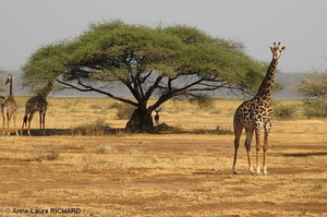 Girafes (8412 visits) Girafes
