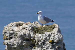 Goéland (9360 visits) Goéland