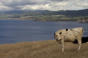 Sao Miguel (11053 visits) Sao Miguel