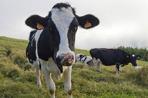 Vache, Sao Miguel (11237 visits) Vache, Sao Miguel