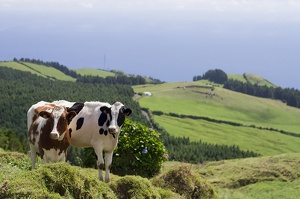 Sao Miguel (11922 visits) Sao Miguel
