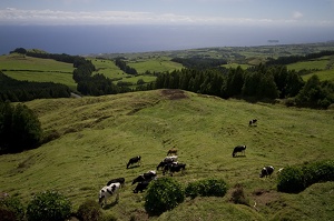 Sao Miguel (11930 visits) Sao Miguel