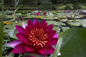 Jardin botanique Terra Nostra (11971 visits) Jardin botanique Terra Nostra