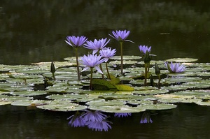 Jardin botanique Terra Nostra (11999 visits) Jardin botanique Terra Nostra