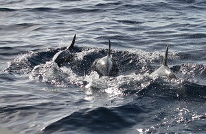 Dauphins bleu et blanc (12993 visits) Ile de Pico Dauphins bleu et blanc
