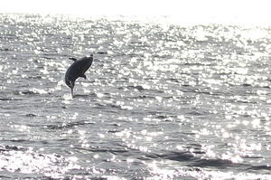 Dauphin bleu et blanc (12837 visits) Ile de Pico Dauphin bleu et blanc