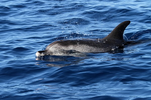 Dauphin tacheté (12807 visits) Ile de Pico Dauphin tacheté