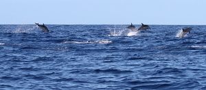 Dauphins bleu et blanc (12832 visits) Ile de Pico Dauphins bleu et blanc