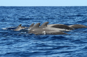 Globicéphales tropicaux (12833 visits) Ile de Pico Globicéphales tropicaux