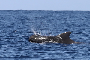Globicéphale tropical (12895 visits) Ile de Pico Globicéphale tropical