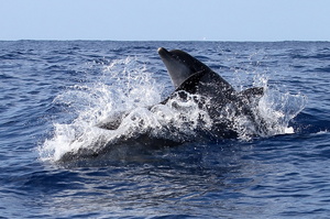 Grands dauphins (13053 visits) Ile de Pico Grands dauphins